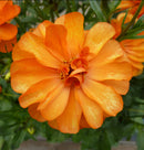 ラナンキュラスラックス　【ガラテア】 1月上旬より順次発送