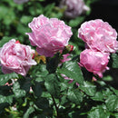 サント・ノーレ【デルバールローズ】12月下旬～1月頃発送