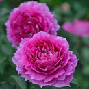 シェエラザード【ロサオリエンティス】12月下旬～1月頃発送