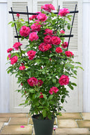 ギー・サヴォア【デルバールローズ】　12月下旬～1月頃発送