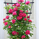 ギー・サヴォア【デルバールローズ】　12月下旬～1月頃発送