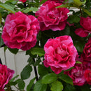 ギー・サヴォア【デルバールローズ】　12月下旬～1月頃発送