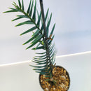 ウォレマイ・パイン ( ジュラシック・ツリー ) 挿し木苗／Wollemia nobilis（Wollemi Pine)