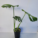 モンステラ　デリシオサ／Monstera deliciosa