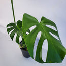 モンステラ　デリシオサ／Monstera deliciosa