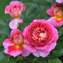 エスプリ・ドゥ・パリ【デルバールローズ】  12月下旬～1月頃発送