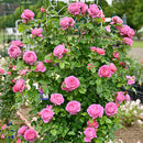 フラゴナール【デルバールローズ】  新苗