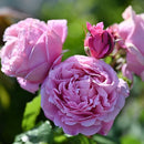 シャンテ・ロゼ・ミサト【デルバールローズ】　12月下旬～1月頃発送