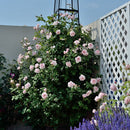 ナエマ【デルバールローズ】　 12月下旬～1月頃発送