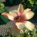 ラナンキュラスラックス　【ウラノス】 　1月上旬より順次発送