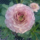 ラナンキュラスラックス　【アイオリア】　　3月上旬より順次発送