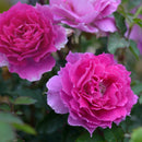 シェエラザード【ロサオリエンティス】12月下旬～1月頃発送