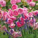 ハーロウ・カー【イングリッシュローズ】 12月下旬～1月頃発送