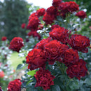 オマージュ・ア・バルバラ【デルバールローズ】　12月下旬～1月頃発送