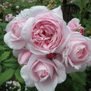 ナエマ【デルバールローズ】　 12月下旬～1月頃発送