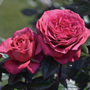 ヴィウーローズ【デルバールローズ】 新苗