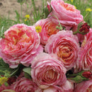 クロード・モネ【デルバールローズ】　新苗