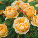 ロアルド・ダール【イングリッシュローズ】 12月下旬～1月頃発送