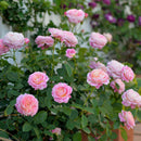 クロード・モネ【デルバールローズ】　新苗