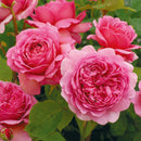 プリンセス・アレキサンドラ・オブ・ケント【イングリッシュローズ】  12月下旬～1月頃発送