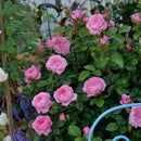 フラゴナール【デルバールローズ】  新苗