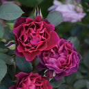 オデュッセイア【ロサオリエンティス】  12月下旬～1月頃発送