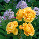 ゴールデン・セレブレーション【イングリッシュローズ】  12月下旬～1月頃発送