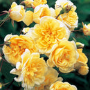 モーヴァン・ヒルズ【イングリッシュローズ】 12月下旬～1月頃発送