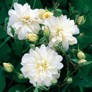 スノー・グース【イングリッシュローズ】 12月下旬～1月頃発送