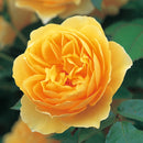 グラハム・トーマス【イングリッシュローズ】  12月下旬～1月頃発送