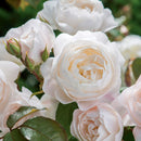 デスデモーナ【イングリッシュローズ】 12月下旬～1月頃発送