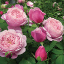 シャンテ・ロゼ・ミサト【デルバールローズ】　12月下旬～1月頃発送