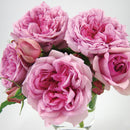 ローズ・ポンパドゥール【デルバールローズ】  12月下旬～1月頃発送