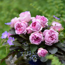 ローズ・ポンパドゥール【デルバールローズ】  12月下旬～1月頃発送