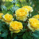 ザ・ポエッツ・ワイフ【イングリッシュローズ】　  12月下旬～1月頃発送