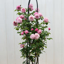 シャンテ・ロゼ・ミサト【デルバールローズ】　12月下旬～1月頃発送