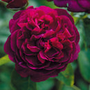 2.ダーシー・バッセル【イングリッシュローズ】6号鉢植え　