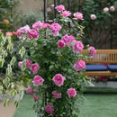 ローズ・ポンパドゥール【デルバールローズ】  12月下旬～1月頃発送