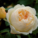 ジュード・ジ・オブスキュア【イングリッシュローズ】 12月下旬～1月頃発送