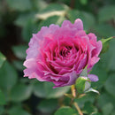 シェエラザード【ロサオリエンティス】12月下旬～1月頃発送