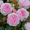 オリビア・ローズ・オースチン【イングリッシュローズ】  12月下旬～1月頃発送