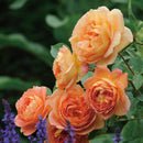 レディ・オブ・シャーロット【イングリッシュローズ】  12月下旬～1月頃発送