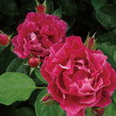 ギー・サヴォア【デルバールローズ】　12月下旬～1月頃発送