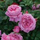 フラゴナール【デルバールローズ】  新苗