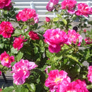 ギー・サヴォア【デルバールローズ】　12月下旬～1月頃発送