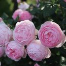 セプタード・アイル【イングリッシュローズ】12月下旬～1月頃発送