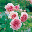 ジェームズ・ギャルウェイ【イングリッシュローズ】 12月下旬～1月頃発送