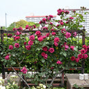 オデュッセイア【ロサオリエンティス】  12月下旬～1月頃発送