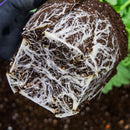 ラナンキュラスラックス　【エリス】1月上旬より順次発送