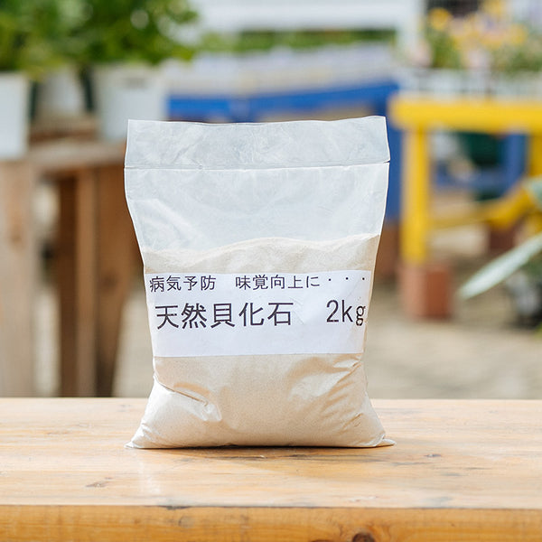 天然貝化石 2kg